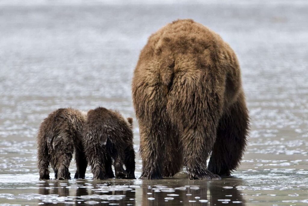 Grizzly bear with two cubs walking across water in Alaska