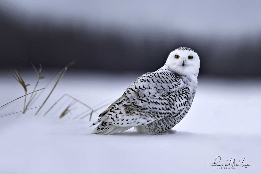 Snowy owl resting on a snow-covered field in winter